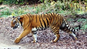 तमिलनाडु में बनेगा राज्य का 5 वाँ बाघ अभयारण्य